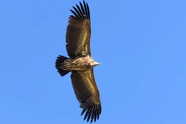 Pájaro Volando Cielo — Foto de Stock