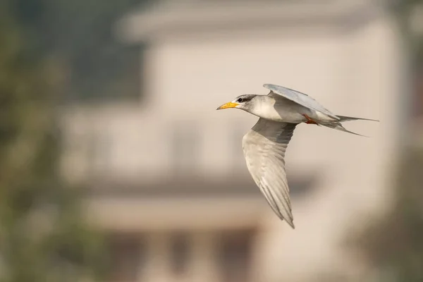 Flussseeschwalbe Fliegt Bei Sonnenaufgang Über Das Wasser — Stockfoto