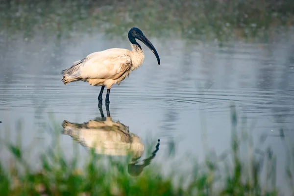 White Egret Water — Stock Photo, Image