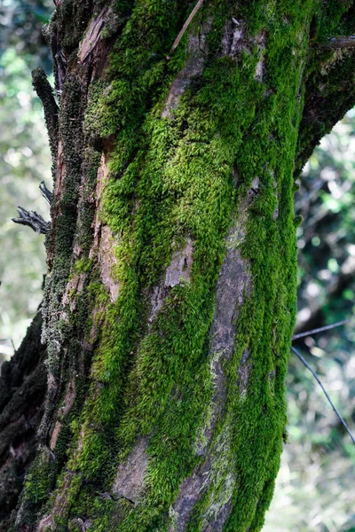 Musgo Árvore — Fotografia de Stock