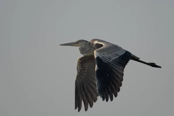 Big Black Bird Flight — Stockfoto