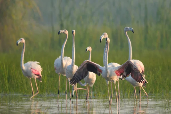 Büyük Flamingolar Büyük Pembe Kuşları — Stok fotoğraf