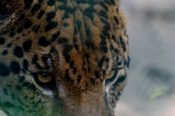 Крупный План Леопарда — стоковое фото