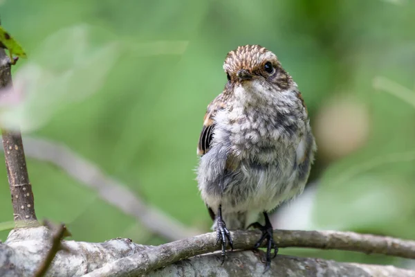 枝に鳥がいて — ストック写真