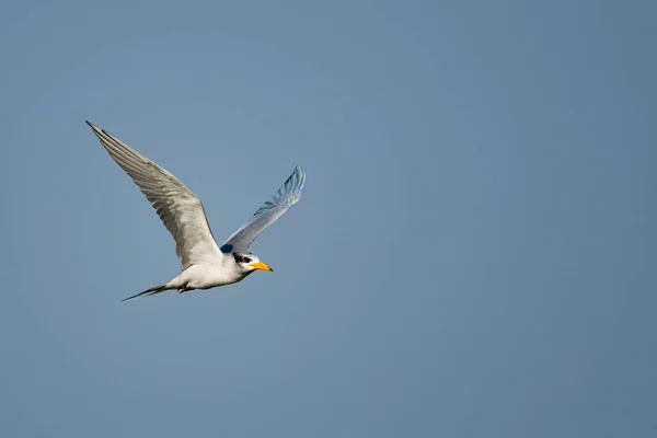 Gaivota Voando Céu — Fotografia de Stock