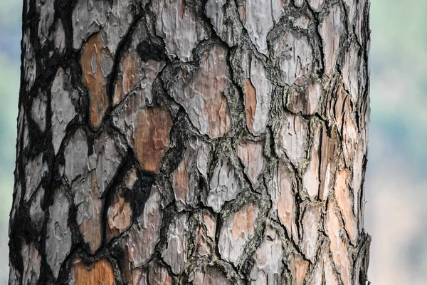 Árbol Corteza Textura Fondo —  Fotos de Stock