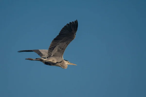 Graureiher Fliegen Himmel — Stockfoto