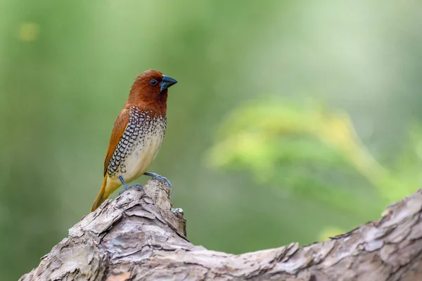 Munia Pechos Escamosos Posada Una Rama — Foto de Stock