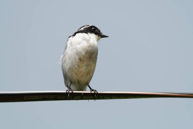 Metal bir direkte kuş