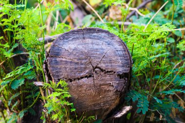 Yeşil bitkilerle ahşap bir kütüğün yakın plan çekimi.