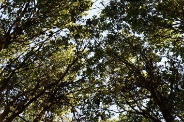 Ormanda yeşil yapraklar