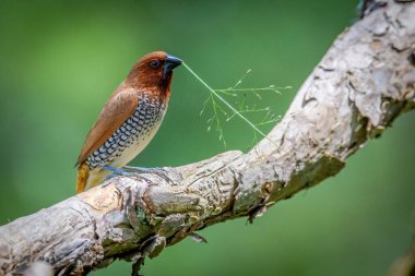 Pullu göğüslü Munia pirinç bitkisi yiyor.