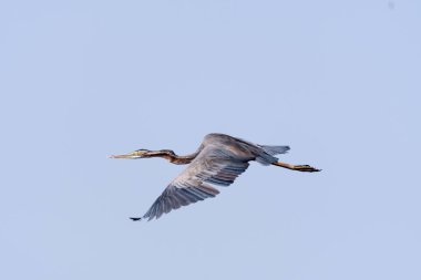 Gökyüzünde uçan bir kuş