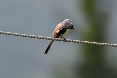 Bir ip üzerinde oturan kuş