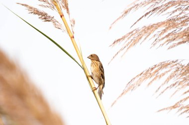 Sazlığın arka planında güzel bir kuş