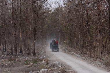 Ormandaki yolda bir araba.