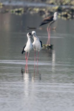 Siyah kanatlı ayaklıklar suda