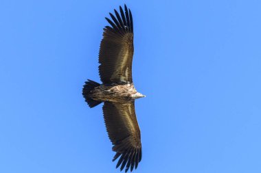 Gökyüzünde uçan bir kuş