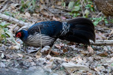 Güzel bir kuşun yakından çekimi.