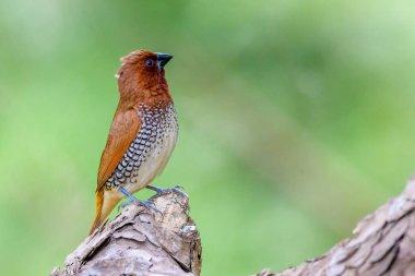 Pullu göğüslü Munia bir dalda oturuyor.