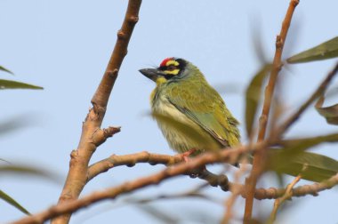 Ağacın dalında tatlı yeşil bir kuş