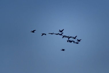 Gökyüzünde uçan kuş sürüsü