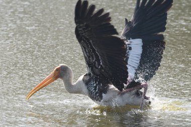 Büyük pelikan (pelecanus onocrotalus), doğal sudaki su kuşu