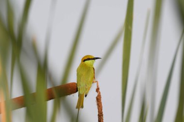 Bir ağacın dalındaki kuş.