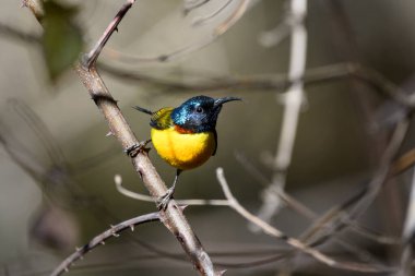 Bir ağacın dalına tünemiş renkli bir kuş