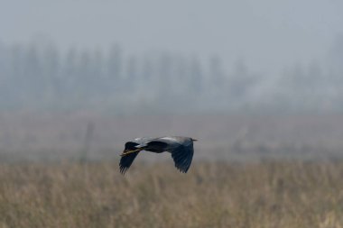 Gökyüzünde uçan büyük kuş
