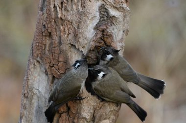 Doğadaki güzel kuşun manzarası