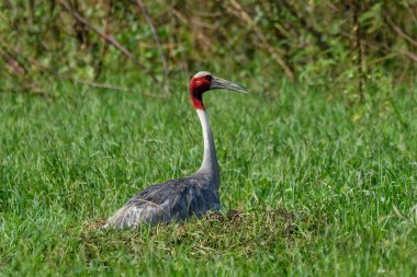 Çimlerde sarmaşık vinci