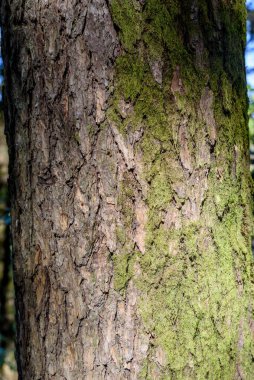 Ağaç kabuğu yosun dokusu, arkaplan