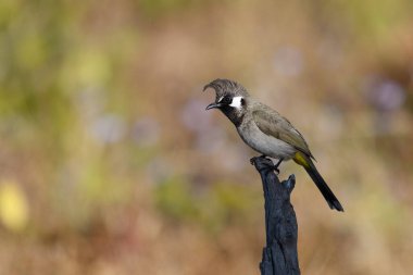 Bulanık arkaplanda Himalaya Bulbul 'u