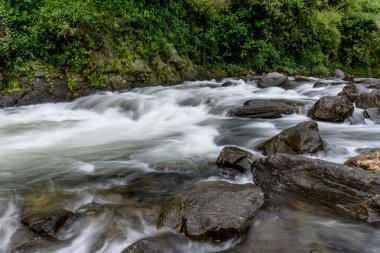 Ormanın doğadaki güzel manzarası