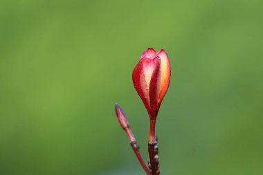 Bahçedeki güzel pembe çiçek