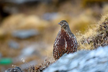 Kuzeyli atmaca yerde
