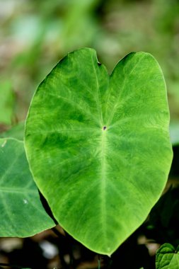 Bahçede yeşil yapraklar