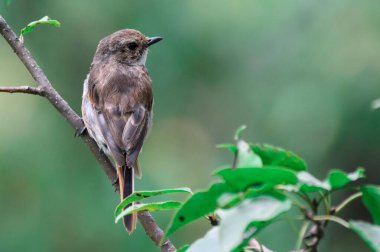 Ağacın dalında bir kuş