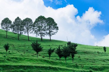 yeşil ağaçlar tarlada