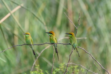 Doğadaki güzel kuşun manzarası