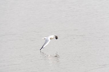 Martı denizin üzerinde uçuyor.