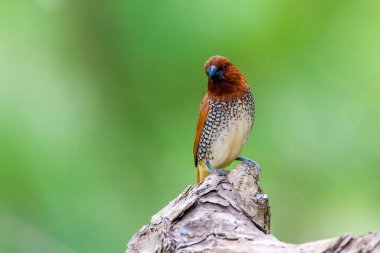 Hayvan ticaretinde hindistan cevizi mannikini ya da baharat ispinozu olarak bilinen benekli munya (