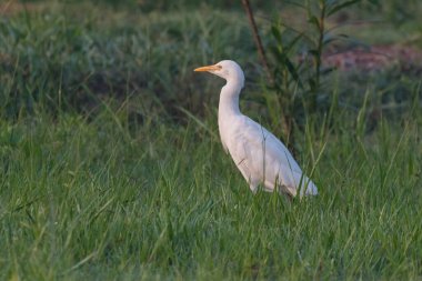Çimlerde beyaz leylek