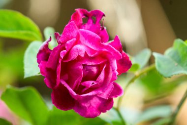 Güneşli yaz gününde bahçede büyüyen güzel parlak bir gül. 