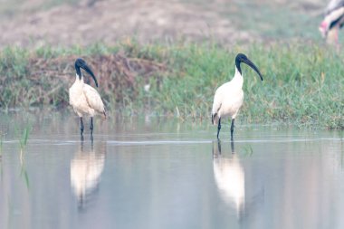 Sudaki beyaz leylekler