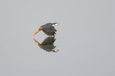 Suda uçan bir kuşun yansıması.