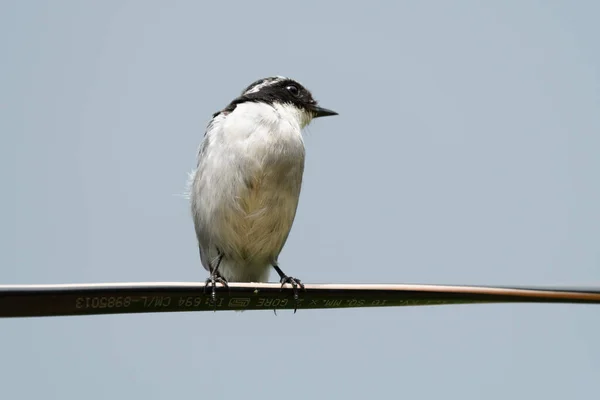 Vogel Een Metalen Paal — Stockfoto