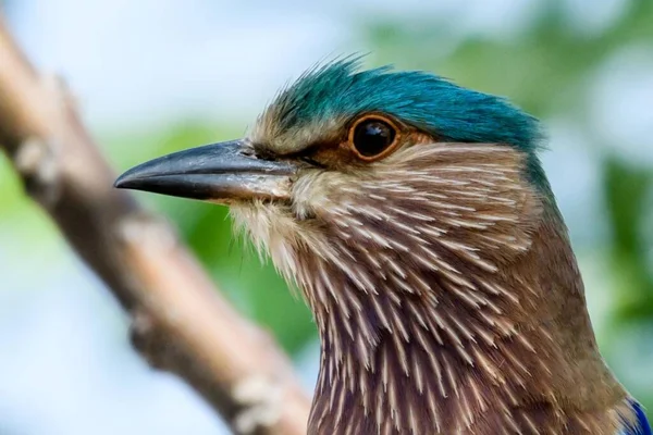 Close Van Een Vogel — Stockfoto