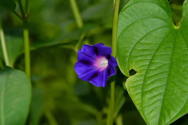 Krásná Modrá Květina Zahradě — Stock fotografie